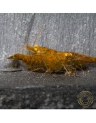 Announcing the incredible TB Orange Eye Goblin Caridina Shrimp buy now ONLY at Shrimp Cove UK