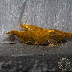 Announcing the incredible TB Orange Eye Goblin Caridina Shrimp buy now ONLY at Shrimp Cove UK