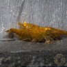 Announcing the incredible TB Orange Eye Goblin Caridina Shrimp buy now ONLY at Shrimp Cove UK