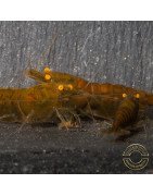 Announcing the incredible TB Orange Eye Goblin Caridina Shrimp buy now ONLY at Shrimp Cove UK