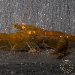 Announcing the incredible TB Orange Eye Goblin Caridina Shrimp buy now ONLY at Shrimp Cove UK