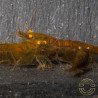 Announcing the incredible TB Orange Eye Goblin Caridina Shrimp buy now ONLY at Shrimp Cove UK