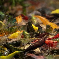 Neocaridina Sidekicks Cherry Shrimp Low Grade