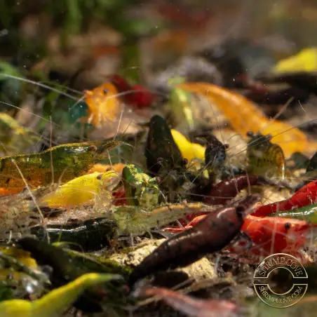 Neocaridina Sidekicks Cherry Shrimp Low Grade