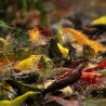 Neocaridina Sidekicks Cherry Shrimp Low Grade