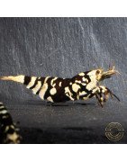 Black Fancy Tiger Caridina Shrimp | Shrimp Cove