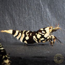 Black Fancy Tiger Caridina Shrimp | Shrimp Cove