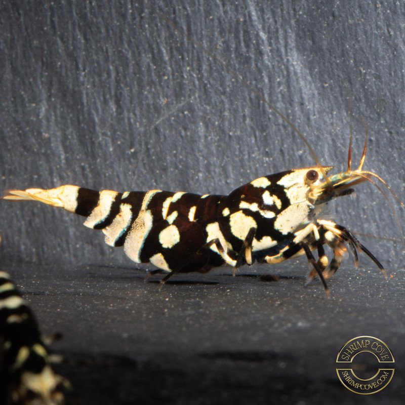 Black Fancy Tiger Caridina Shrimp | Shrimp Cove Black Fancy Tiger Caridina Shrimp | Shrimp Cove