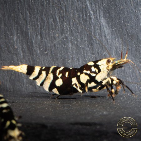 Black Fancy Tiger Caridina Shrimp | Shrimp Cove