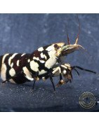 Black Fancy Tiger Caridina Shrimp | Shrimp Cove