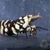 Black Fancy Tiger Caridina Shrimp | Shrimp Cove