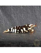 Black Fancy Tiger Caridina Shrimp | Shrimp Cove