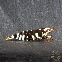 Black Fancy Tiger Caridina Shrimp | Shrimp Cove
