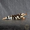 Black Fancy Tiger Caridina Shrimp | Shrimp Cove