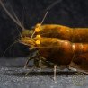 Announcing the incredible TB Orange Eye Goblin Caridina Shrimp buy now ONLY at Shrimp Cove UK