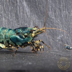 Blue Boa Caridina Shrimp Elegant Aquarium Beauty | Shrimp Cove