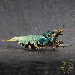 Personalised Caridina Shrimp UK |freshwater Aquarium shrimp | Buy Now at Shrimp Cove UK