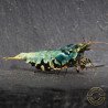 Personalised Caridina Shrimp UK |freshwater Aquarium shrimp | Buy Now at Shrimp Cove UK