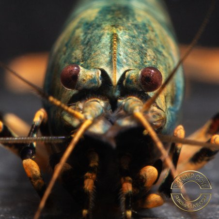 Personalised Caridina Shrimp UK |freshwater Aquarium shrimp | Buy Now at Shrimp Cove UK