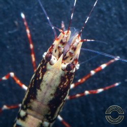 Personalised Caridina Shrimp UK |freshwater Aquarium shrimp | Buy Now at Shrimp Cove UK