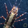 Personalised Caridina Shrimp UK |freshwater Aquarium shrimp | Buy Now at Shrimp Cove UK