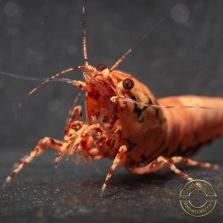 Personalised Caridina Shrimp UK |freshwater Aquarium shrimp | Buy Now at Shrimp Cove UK