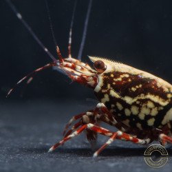 Personalised Caridina Shrimp UK |freshwater Aquarium shrimp | Buy Now at Shrimp Cove UK