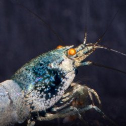 Orange Eye Blue steel Caridina shrimp at Shrimp Cove UK