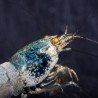 Orange Eye Blue steel Caridina shrimp at Shrimp Cove UK