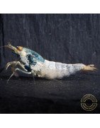 Orange Eye Blue steel Caridina shrimp at Shrimp Cove UK