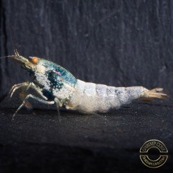 Orange Eye Blue steel Caridina shrimp at Shrimp Cove UK