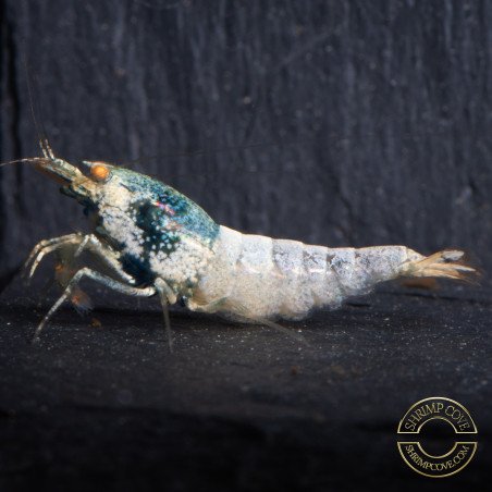 Orange Eye Blue steel Caridina shrimp at Shrimp Cove UK