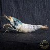 Orange Eye Blue steel Caridina shrimp at Shrimp Cove UK