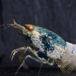 Orange Eye Blue steel Caridina shrimp at Shrimp Cove UK