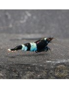 Blue Shadow Panda Caridina Shrimp Buy Now at Shrimp Cove here in the UK