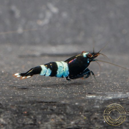 Blue Shadow Panda Caridina Shrimp Buy Now at Shrimp Cove here in the UK