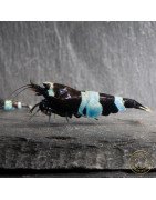 Blue Shadow Panda Caridina Shrimp Buy Now at Shrimp Cove here in the UK
