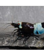 Blue Shadow Panda Caridina Shrimp Buy Now at Shrimp Cove here in the UK