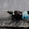 Blue Shadow Panda Caridina Shrimp Buy Now at Shrimp Cove here in the UK