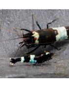 Blue Shadow Panda Caridina Shrimp Buy Now at Shrimp Cove here in the UK