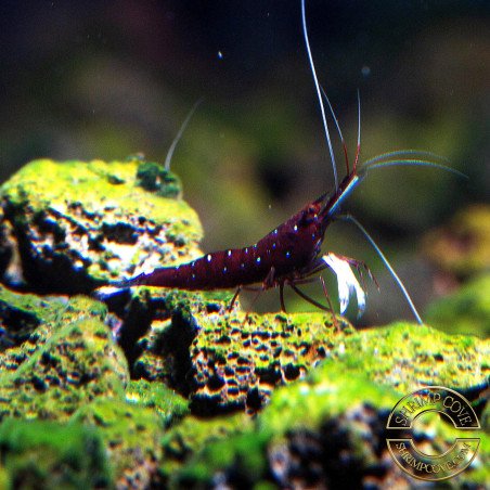 Home-Bred White Sock Sula Cardinal Shrimp | Sulawesi Shrimp Cove UK