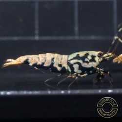 10 Golden Boa Caridina Shrimp Aquarium Beauty | Shrimp Cove | BEST IN UK