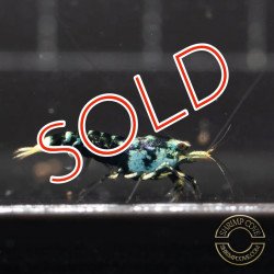 MINT Purple Nanashi Metallic Caridina Shrimp buy now at Shrimp Cove UK