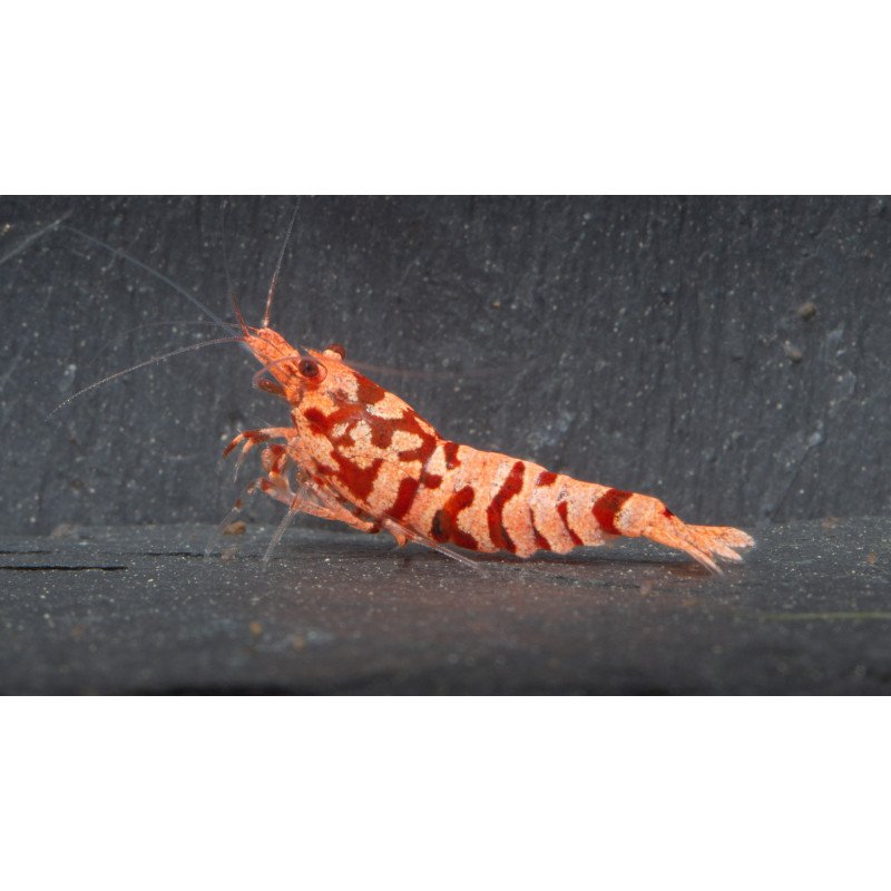 Pink Galaxy Tiger STUD Caridina Shrimp BEST IN THE UK | SHRIMP COVE