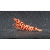 Pink Galaxy Tiger STUD Caridina Shrimp BEST IN THE UK | SHRIMP COVE