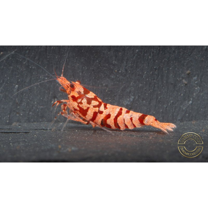 Pink Galaxy Tiger STUD Caridina Shrimp BEST IN THE UK | SHRIMP COVE