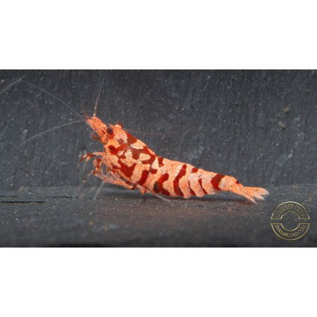 Pink Galaxy Tiger STUD Caridina Shrimp BEST IN THE UK | SHRIMP COVE
