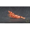 Pink Galaxy Tiger STUD Caridina Shrimp BEST IN THE UK | SHRIMP COVE