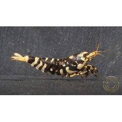 Purple Metallic Tiger STUD Caridina Shrimp BEST IN THE UK SHRIMP COVE