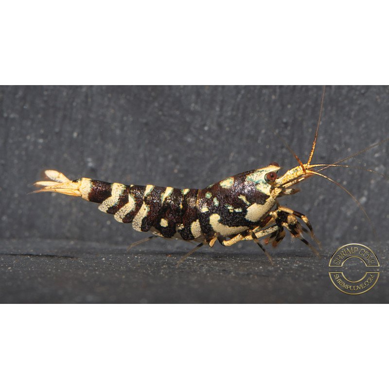 Purple Metallic Tiger STUD Caridina Shrimp BEST IN THE UK SHRIMP COVE